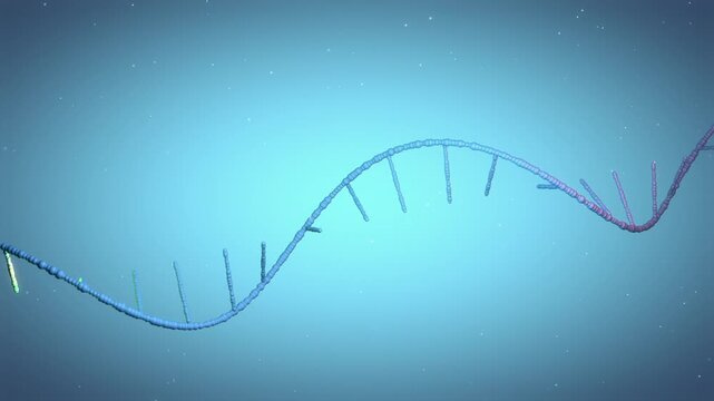 Single-stranded RNA helix transforms into double-stranded DNA, key in genetics research - 3d illustration