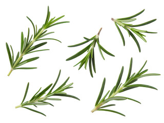 Obraz premium Fresh Rosemary Sprigs on transparent background