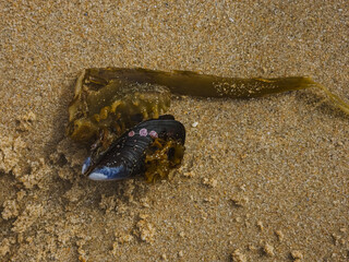 Seaweed Saccorhiza polyschides with mussel on sandy beach, Portugal, 