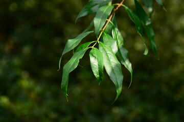 Fototapeta premium Fontanesia phillyreoides, Hyangseon leaf known for its antioxidant and anti-inflammatory benefits. Photographed in Korea.