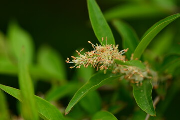 Fontanesia phillyreoides, Hyangseon flower valued for traditional detoxifying properties. Photographed in Korea.
