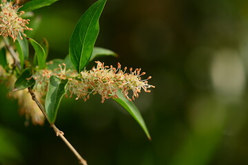 Fontanesia phillyreoides, Hyangseon flower valued for traditional detoxifying properties. Photographed in Korea.