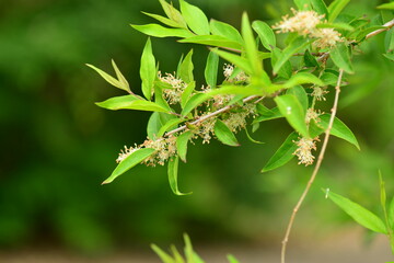 Fontanesia phillyreoides, Hyangseon flower valued for traditional detoxifying properties. Photographed in Korea.