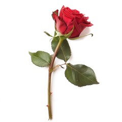 Single red rose on white background (1)