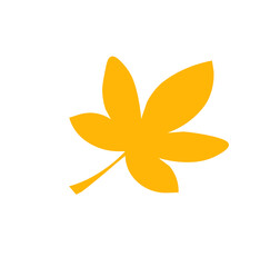 autumn leaf on white background