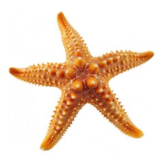 Isolated orange starfish with spiky arms