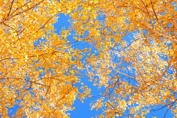 Fototapeta premium Birch branches with bright yellow leaves against a sunny blue sky. Autumn background. Concept of Autumn, September, October, Weather