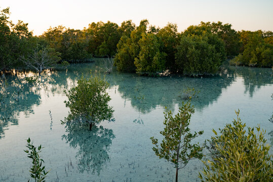 Abu Dhabi, UAE: Jubail Mangrove Park