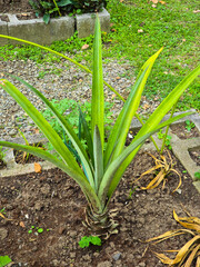 Young Pineapple Plant Growing in Soil Without Fruit