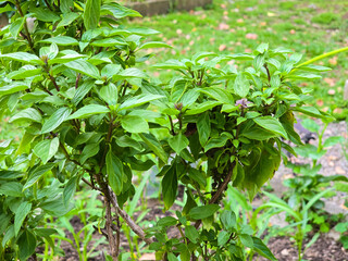 Sweet Basil Growing in Field Ready for Harvest – Flavorful Culinary Herb
