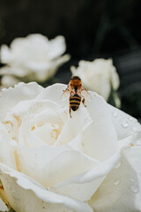 A beautiful flower with a bee