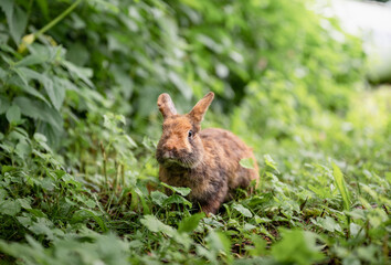 Cute brown rabbit sitting on green grass and eating fresh grass in summer garden