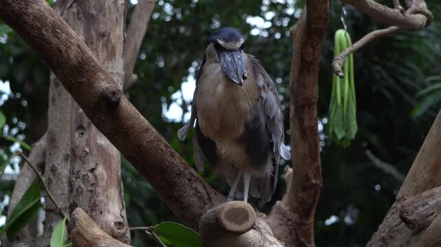 The boat-billed heron (Cochlearius cochlearius)