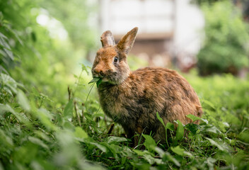 Cute brown rabbit sitting on green grass and eating fresh grass in summer garden