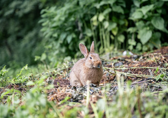 Cute brown rabbit sitting on green grass and eating fresh grass in summer garden