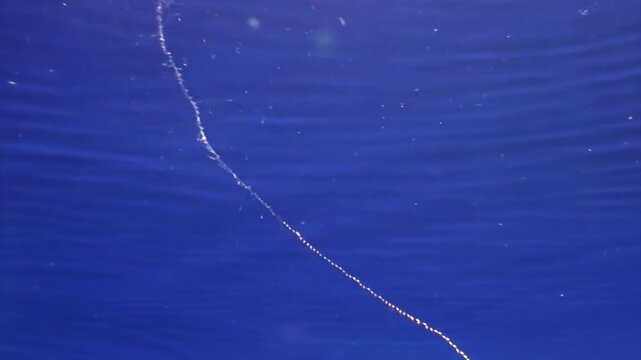 A siphonophore, a colonial marine organism, floats in the deep blue sea, exhibiting bioluminescence. Its translucent body stretches in an elegant, sweeping curve.