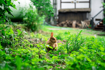 Cute brown rabbit sitting on green grass and eating fresh grass in summer garden