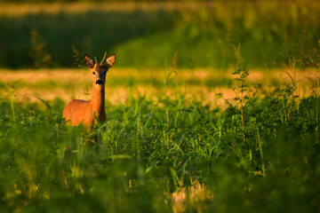 roe deer in the wild