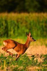 roe deer in the forest