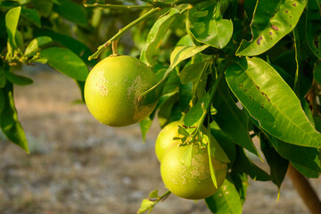 Lemon tree with lemon fruit in the garden. Croatia