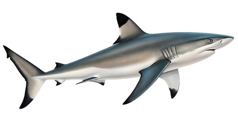 Obraz premium Blacktip reef shark isolated on white background, a tropical marine animal