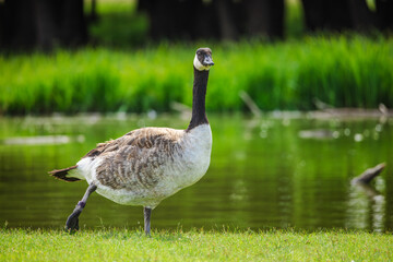 Canada goose walking on green grass near a pond in a peaceful countryside scene, symbolizing eco-friendly free-range farming