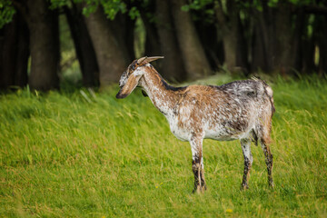 Spotted brown and white goat standing in tall grass near a forest edge and looking to the left