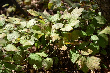 Clematis heracleifolia, Byeongjoheepul full plant traditionally used for detox and calming effects. Photographed in Korea.