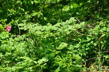 Clematis heracleifolia, Byeongjoheepul full plant traditionally used for detox and calming effects. Photographed in Korea.