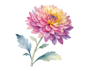 watercolor chrysanthemum flower vector illustration isolated on white background
