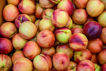 붉게 잘익은 여러개의 천도복숭아 사진 