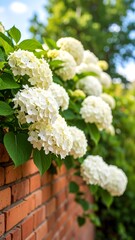 White hydrangeas bloom profusely along a brick wall, bathed in sunlight
