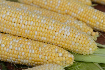 Freshly picked corn on the cob, ready to eat