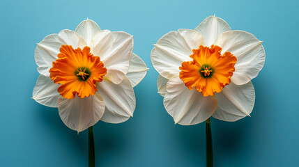 Pair of white daffodils with orange centers against a blue background