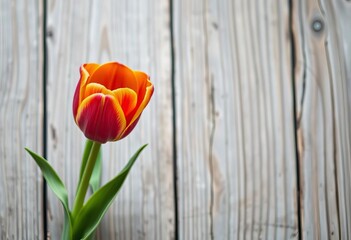 Single vibrant tulip against weathered wood planks, ample copy space, beauty, orange