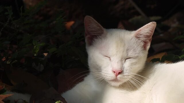 Close-up stock video of a white cat lying outdoors, appearing sleepy yet alert. The cat slowly closes its eyes and reopens them, showing a cautious awareness of its environment.