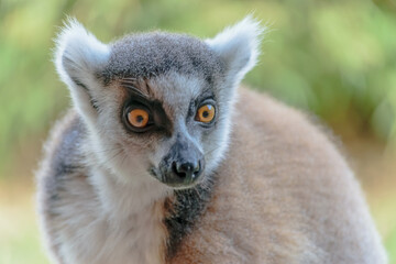 portrait de l&eacute;murien