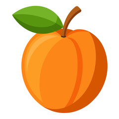 Blenheim Apricot Fruit Illustration on White Background – Realistic Botanical Vector