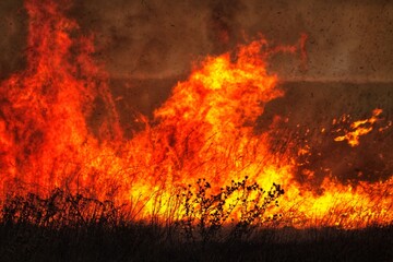 Wildfire in dry vegetation