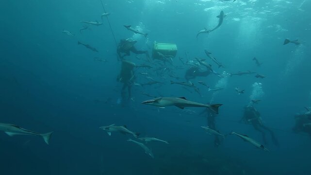 Plunge into the depths of Fiji and witness incredible shark feeding at the reef. Divers are surrounded by various sharks devouring their meal. A rare look at nature's spectacle