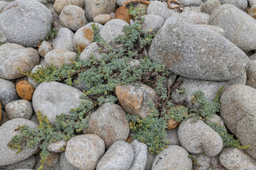Moss Beach / Spanish Bay Beach, 7-Mile Drive is a scenic road through Pebble Beach and Pacific Grove on the Monterey Peninsula in California. Ambrosia chamissonis is a species of ragweed, 