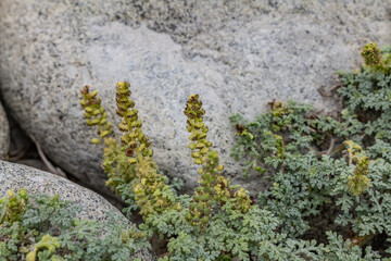 Moss Beach / Spanish Bay Beach, 7-Mile Drive is a scenic road through Pebble Beach and Pacific Grove on the Monterey Peninsula in California. Ambrosia chamissonis is a species of ragweed, 