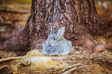 Cute little gray rabbit sitting under a tree in the forest.