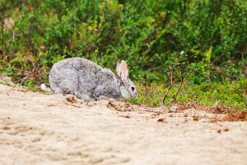 Cute gray rabbit sitting on a country road.