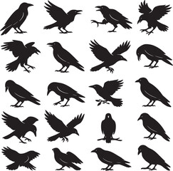 Obraz premium Raven and Crow Silhouette Vector Set – Flying, Perching, and Walking Bird Poses Collection