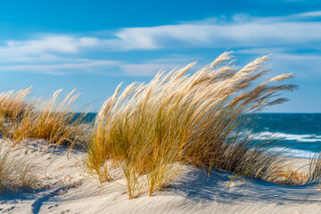 Wind-swept beach grasses on sandy dunes with ocean backdrop