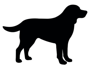 Silhouette Golden Retriever. Silhouette illustration of standing dog, Golden Retriever. For marketing materials, educational content about breeds, print media, postcard. Illustration white background