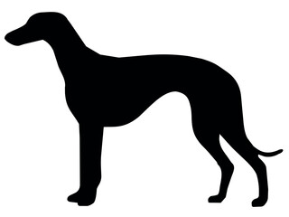 Hound silhouette. Illustration of a standing hound dog silhouette. For marketing materials, breed educational content, printed publications, postcards. Illustration on white background.