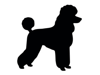 Poodle dog silhouette, Vector illustration silhouette of a dog on a white background. Elegant Poodle Vector Silhouette: Stylish Dog Design Featuring, Graceful Posture,  for Crafts and Digital Art