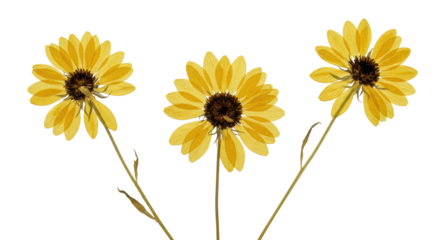 Three dried yellow wildflowers, dark centers, subtle textures, sparsely arranged on a white background with negative space, minimalist studio flat lay, natural resilience and sustainability concept.